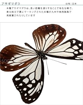 Amazon.co.jp: 蝶の標本 アサギマダラ Parantica sita マダラ